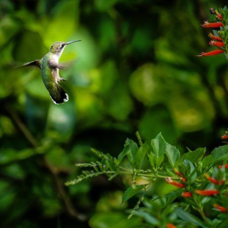 A closeup shot of a green hummingbird next to  a tree