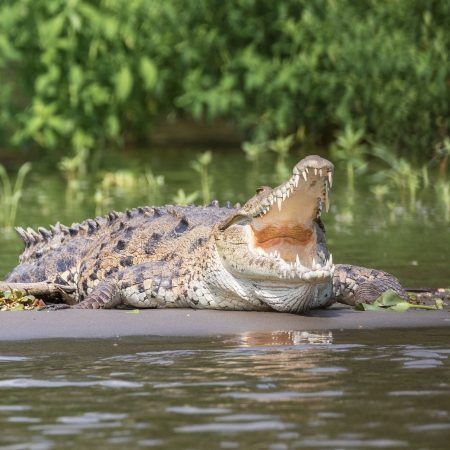 crocodile-2293232_1920