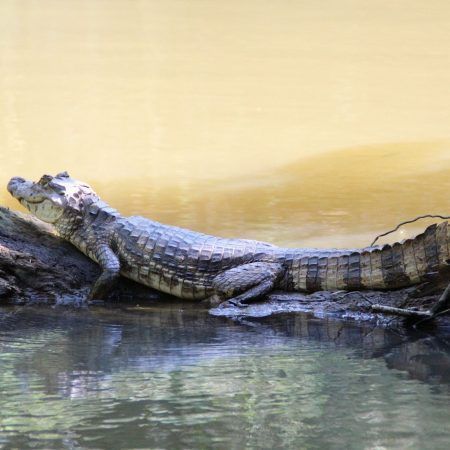 reptile-g766e8e5f0_1920